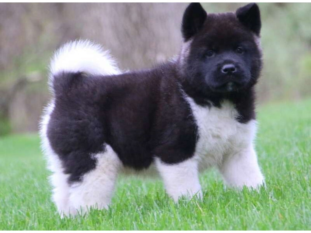 Akita Puppies for Sale - 1